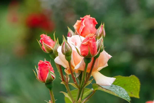 Orange Roses Buds Garden Spring — Stock Photo, Image