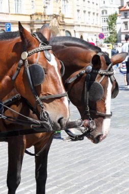 Prag bir sokakta otostop iki defne at başkanları