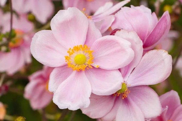 Flores Anêmona Japonesa Rosa Jardim — Fotografia de Stock