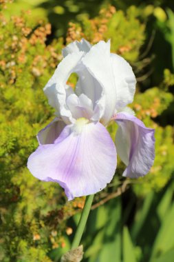 Mor ve beyaz Iris çiçek bahar sırasında bir bahçede