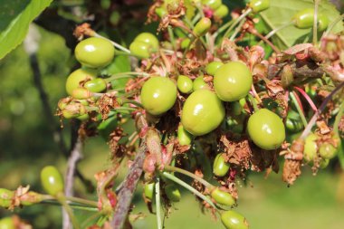 Küçük kiraz kiraz ağacı ve bir meyve bahçesi olarak olgunlaşma