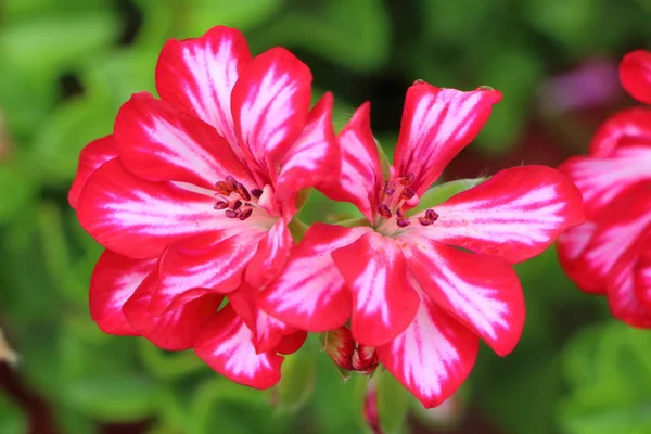 Rosa und weiße Geranienblüten — Stockfoto