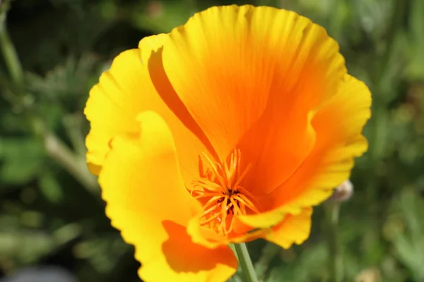 Blomma av Kalifornien vallmo — Stockfoto