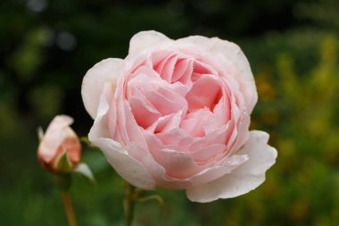 Bahçedeki pembe güller