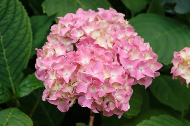 pembe ortanca çiçeği