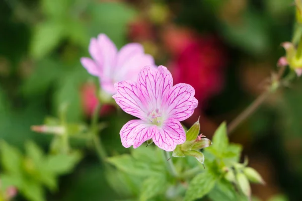 ピンク ゼラニウムの花 — ストック写真