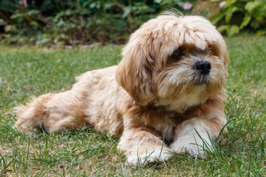 Lhasa Apso köpek bir bahçe içinde