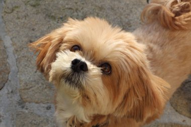 Lhasa Apso köpek bir bahçe içinde