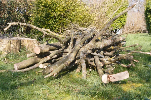 Куча ветвей дерева в саду — стоковое фото