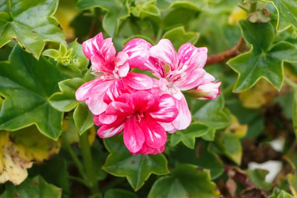 Rosa och vit pelargon blommor — Stockfoto