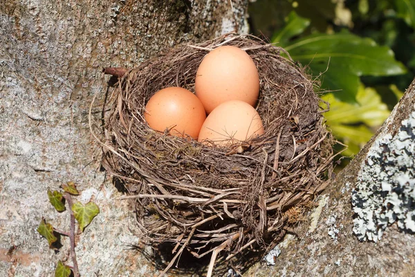 Gniazdo z jajka na Wielkanoc — Zdjęcie stockowe