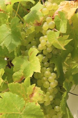 Üzüm asma stoktaki demet