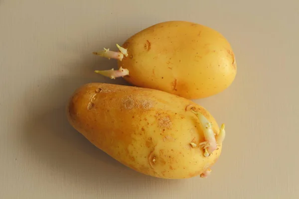 Patate germinate — Foto Stock