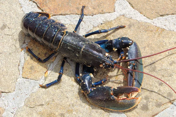 Bretoense leven kreeft — Stockfoto