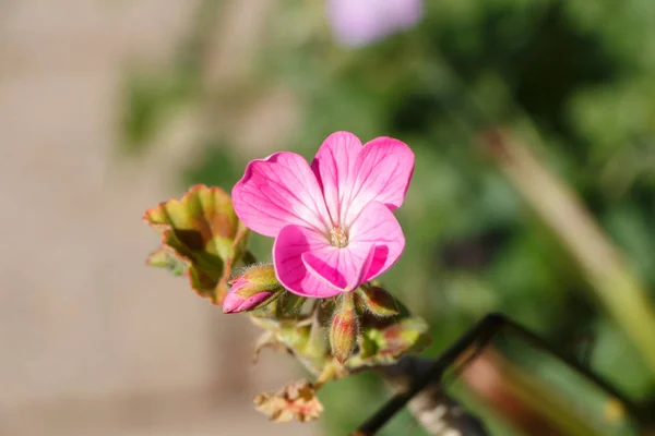 Rosa pelargon i en trädgård — Stockfoto
