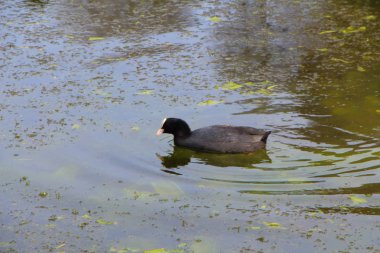 Bir gölet üzerinde ortak Coot