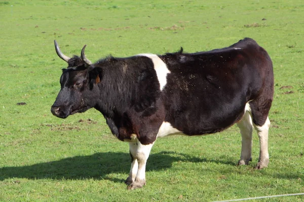 Breton Pie Noire cow — Stock Photo, Image