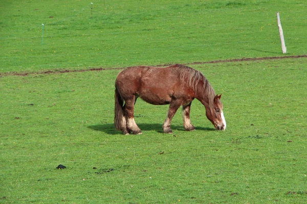 Cecha koń bretoński w polu w Bretanii — Zdjęcie stockowe