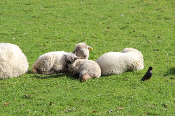 Moutons dans un champ — Photo