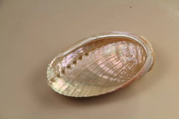 Pearly seashell — Stock Photo, Image