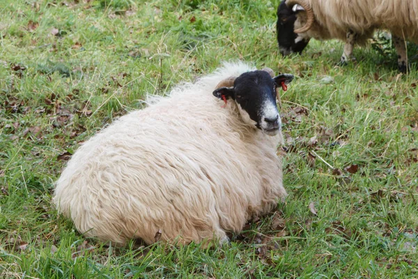 Ovelhas em um campo — Fotografia de Stock