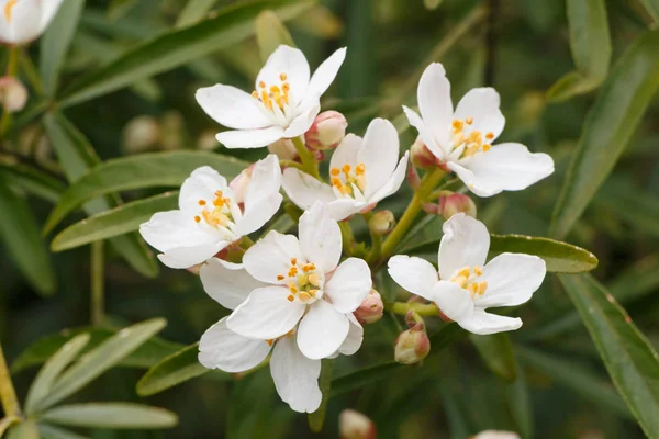 Meksika portakal çiçekleri