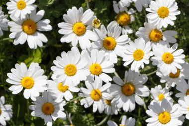 Oxeye papatya beyaz çiçekler