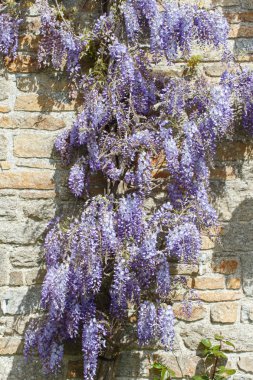 Wisteria mor çiçekler