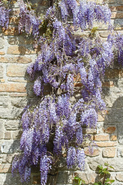Flowers of purple Wisteria
