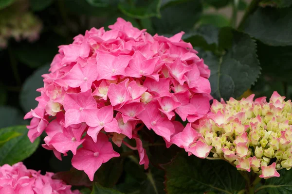 Blüten der rosa Hortensie — Stockfoto