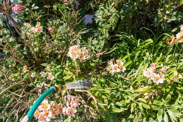Innaffiare le piante con un tubo da giardino — Foto Stock