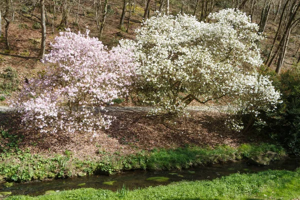 Parktaki manolya ağaçları