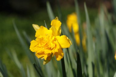 Bahçedeki nergisler