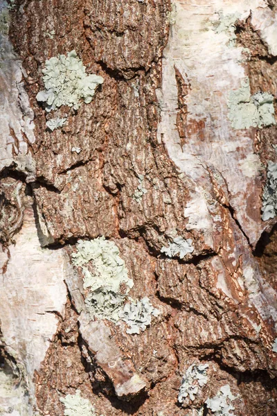 Φλοιό ενός δέντρου με λειχήνες — Φωτογραφία Αρχείου