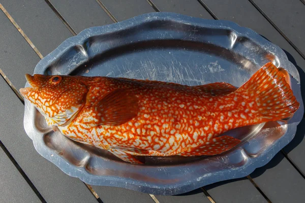Ballan wrasse kalaylı bir tabak üzerinde