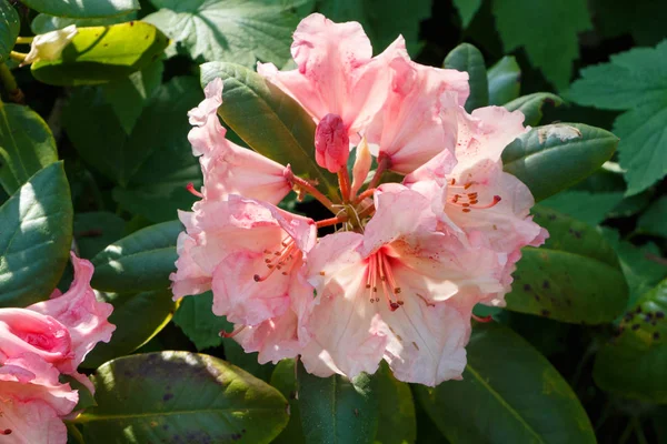 Růžový rododendron květiny v zahradě — Stock fotografie
