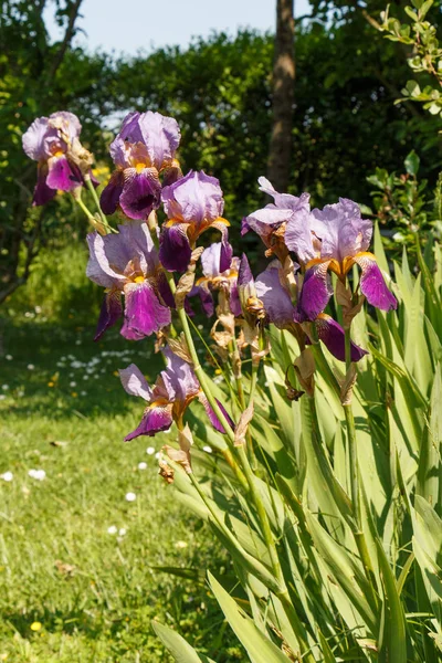 Iris bloem in een tuin — Stockfoto