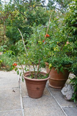 Bir saksıda kiraz domates bitki