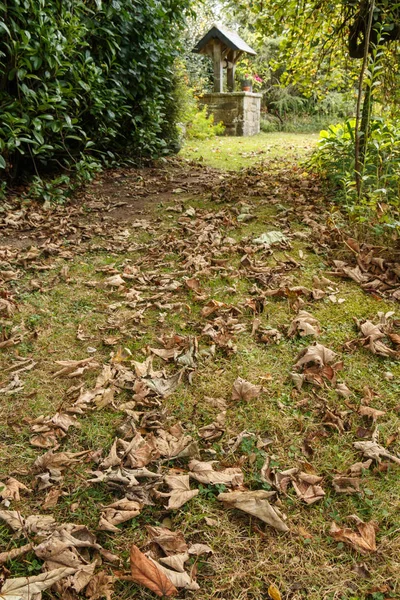 Мертвые листья в саду — стоковое фото