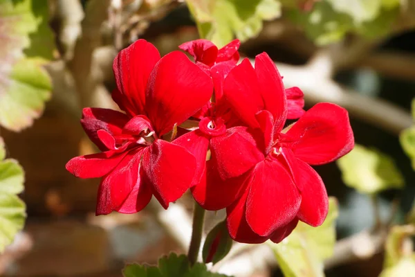 Flores vermelhas de gerânio — Fotografia de Stock