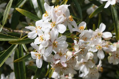 Meksika portakal çiçekleri