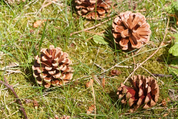 Pine cones on grass — Stock Photo, Image