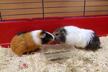 Eskiden şiling şimdi pigs bir kafes içinde