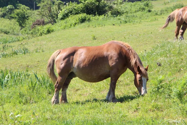 Trait Cheval breton dans un champ en Bretagne — Photo