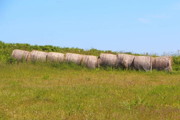 Höbalar på ett fält — Stockfoto