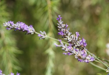 mor lavanta çiçekleri