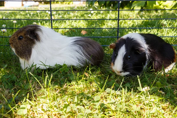 Cochons de Guinée dans l'herbe — Photo