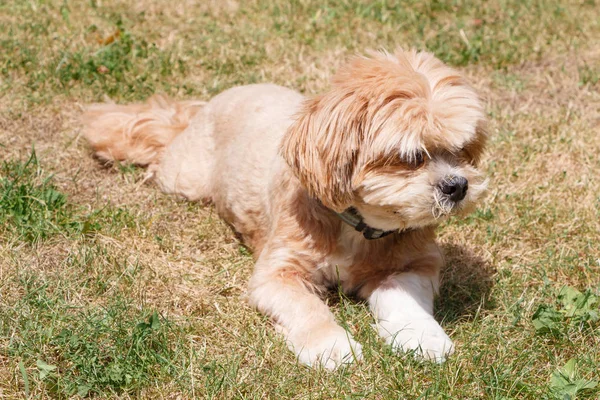 Lhasa Apso pes v zahradě — Stock fotografie