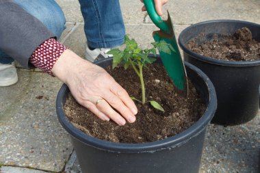 Bahçıvan bir saksıda domates bitkisi dikim