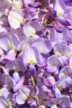 Mor Wisteria çiçek